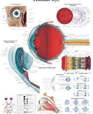 El Ojo Humano