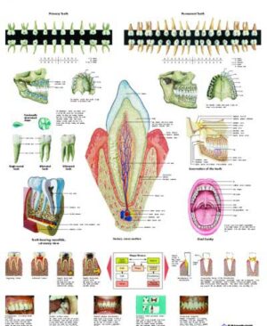 La Dentadura