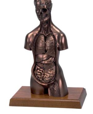 MEDart™ Torso, de cobre