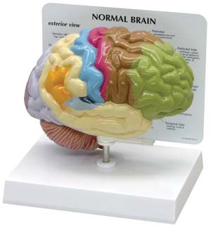 Modelo Medio Cerebro