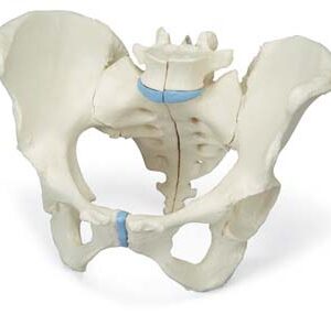 Pelvis femenina, 3-partes