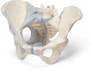 Pelvis Femenina Con Ligamentos 3 Partes Anatomical 3d