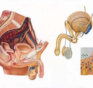 Organos Masculinos de la Pelvis