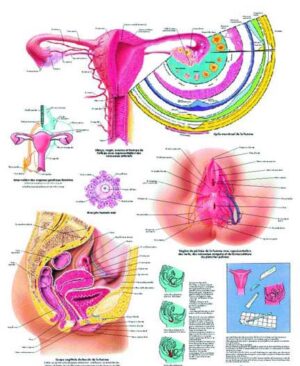 El aparato genital feminino