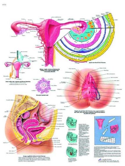 El aparato genital feminino