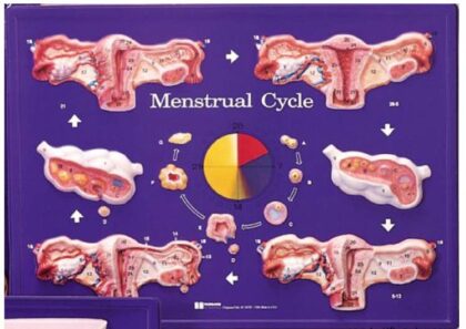 Modelo didáctico del ciclo menstrual