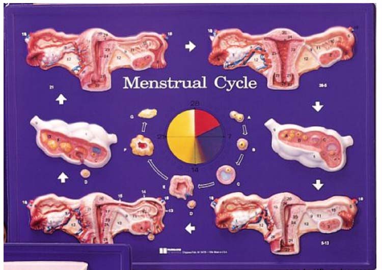 Modelo Didáctico Del Ciclo Menstrual Anatomical 3d 5462