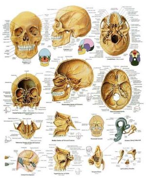 El Cráneo Humano