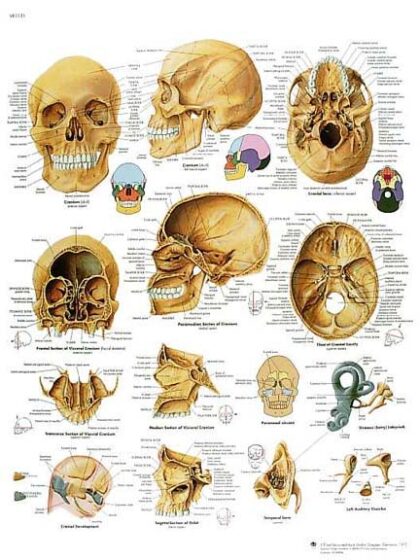 El Cráneo Humano