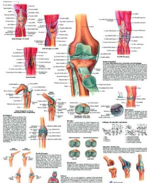 La Articulación de la Rodilla