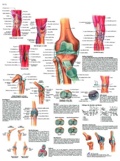 La Articulación de la Rodilla