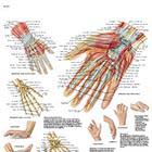 Mano y Articulación Radiocarpiana-Anatomia y Patología