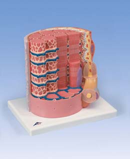 3B MICROanatomy™ Fibra muscular - a 10.000 aumentos