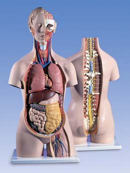 Torso clásico con espalda abierta, 18 partes