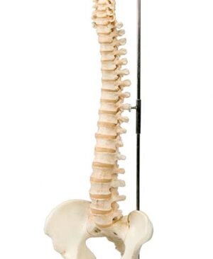 Columna vertebral miniatura, elástica, sobre soporte