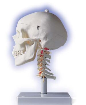 Cráneo clásico sobre columna cervical, 4 partes