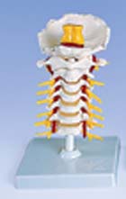 Columna cervical