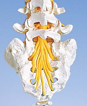 Columna vertebral lumbar