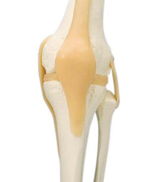 Articulación de la Rodilla - Modelo Funcional