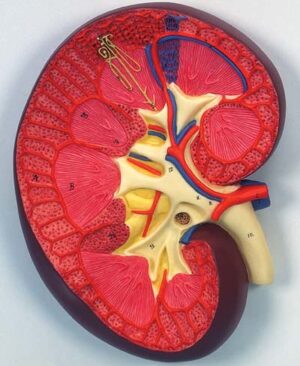 Sección del riñón, 3 veces su tamaño natural