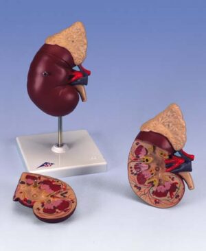 El riñón con glándula adrenal, en 2 piezas