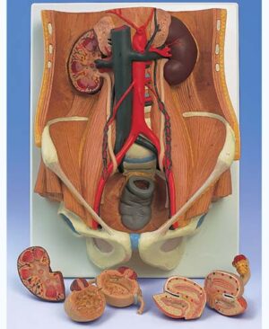 Sistema Urinario de sexo dual, en 6 piezas