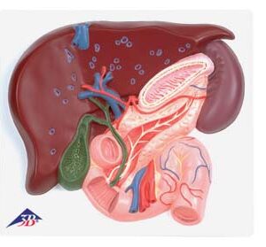 Hígado con vesícula biliar, páncreas y duodeno