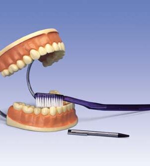 Modelo de cuidado dental, 3 veces su tamaño natural