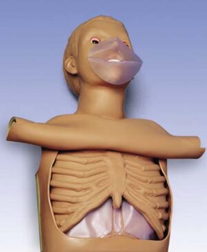 Torso CPR