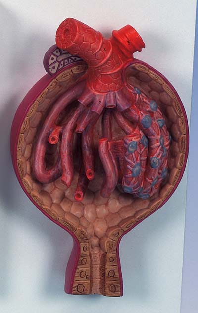 corpúsculo renal