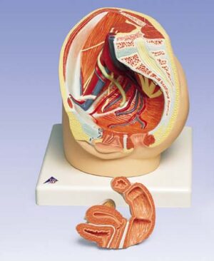 Pelvis femenina, 2 piezas