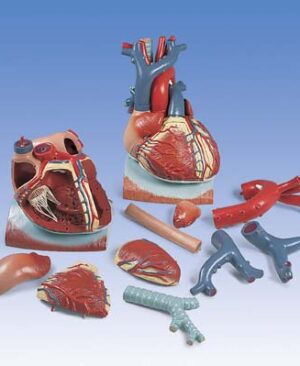 Corazón en diafragma, 3 veces su tamaño natural, de 10 piezas