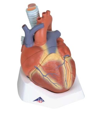 Corazón y Circulación