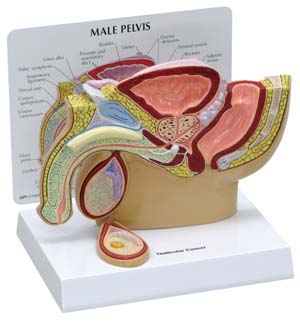 Pelvis Masculina con Testículo