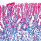 Histología de Vertebrados excluyendo los Mamíferos - español