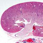 Histología de Mamíferos, Colección Elemental de Preparaciones -