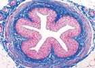 Histología Humana Normal, Colección Básica - español