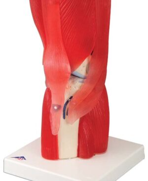 Articulación de la rodilla, 12 partes