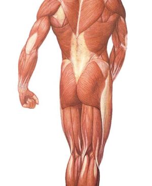 La Musculatura Humana, posterior