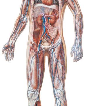 El sistema Vascular