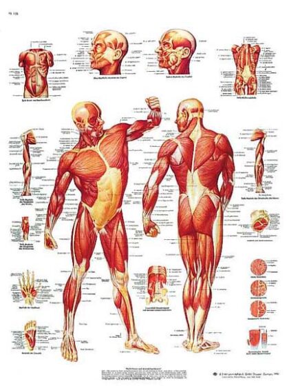 La Musculatura humana