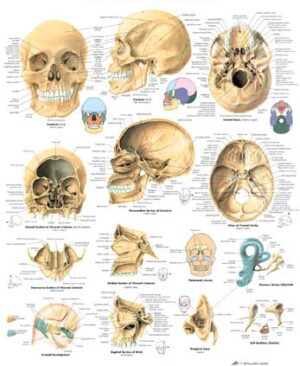 El Craneo Humano