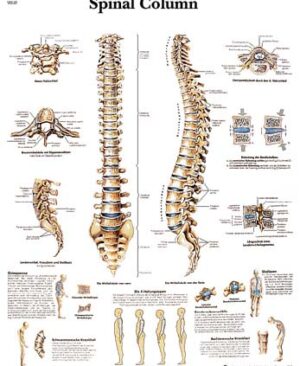 La Columna Vertebral