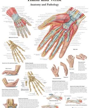 Anatomia y Patologia de la Mano y Muñeca