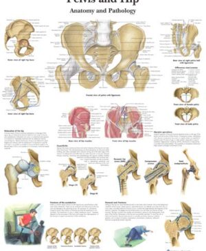 Anatomia y Patologia de la Pelvis y la Cadera