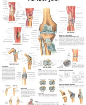 La Articulacion de la Rodilla