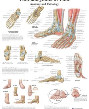 Anatomia y Patologia del Tobillo y Pie