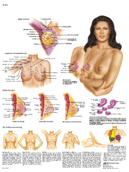 Lactancia Materna - Anatomía, patología y autoexploración