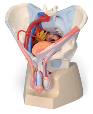 Pelvis masculina con ligamentos, vasos, nervios, suelo pélvico y