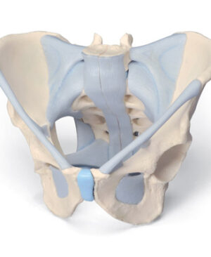 Pelvis masculina con ligamentos, 2 piezas